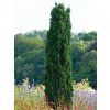 Tis červený 'Fastigiata Robusta' (Balení kontejner p9)