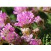 Trávnička trsnatá - Armeria juniperifolia (Balení kontejner p9)