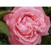 Růže 'Kolner Flora®' (Balení kontejner C2)