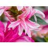 Japonská azalka 'Pink Spider' (Balení kontejner p13)
