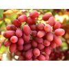 Réva vinná 'Crimson Seedless' (Balení kontejner C2)