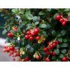 Brusinka 'Miss Cherry' (Balení kontejner p9)