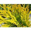 109923 thuja plicata 4ever 2