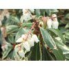 Pieris japonica 'Variegata' (Balení kontejner C2)