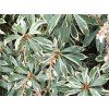 Pieris japonica 'Variegata' (Balení kontejner C2)