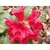Rododendron 'Baden-Baden' (Balení kontejner C5)