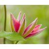 69582 5 clematis hoshi no flamenco 2