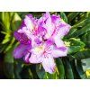 Rododendron 'Goldflimmer' (Balení kontejner C2)
