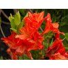 110331 azalea saturnus