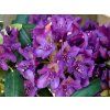 Rododendron 'Marcel Menard' (Balení kontejner C2)