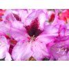 Rododendron 'Hachmann's Kokardia' (Balení kontejner C2)