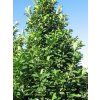Bobkovišeň lékařská 'Rotundifolia' (Balení kontejner C2)