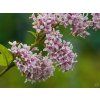111132 4 syringa donald wyman 3