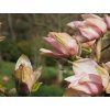 Magnolie 'Hot Lips' (Balení kontejner)