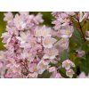 Trojpuk  Yuki Cherry Blossom 'NCDX2' PBR (Balení kontejner C3)