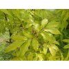 Bez hroznatý 'Plumosa Aurea' (Balení kontejner C5)