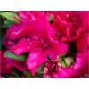 Rododendron 'Neon Kiss' (Balení kontejner C5)