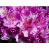 Rododendron 'Pink Purple Dream' (Balení kontejner C5)