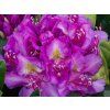 Rododendron 'Pink Purple Dream' (Balení kontejner C5)