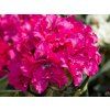 Rododendron 'Double Kiss' (Balení kontejner C5)