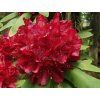 Rododendron 'Francesca' (Balení kontejner C5)