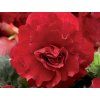 Begonie 'Double Red' (Balení hlíza 1ks)
