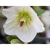 82430 6 ice rose