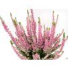 86339 7 calluna vulgaris melina 2