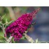 Komule Davidova 'Sugar Plum' (Balení kontejner p9/p11)