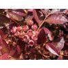 Kanadská borůvka 'Cabernet Splash' (Balení kontejner C2)