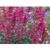 Agastache 'Morello' - Agastache 'Morello' (Balení kontejner C2)