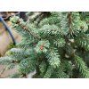 94871 picea likiangensis var balfouriana 3