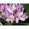 Rododendron 'Bezděz' (Balení kontejner C5)