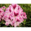 Rododendron 'Děvín' (Balení kontejner C5)