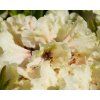 95138 rhododendron fryderyk 2