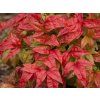 Nandina domácí 'Fire Power' (Balení kontejner p9)