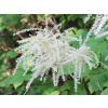 Udatna lesní - Aruncus dioicus var.sylvester (Balení kontejner p9)