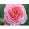 Růže 'Euwige Passie®' (Balení kontejner C2)