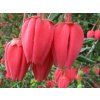 114424 2 klerodendron2