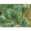 116041 3 pinus parviflora negishi 1