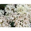 Hortenzie latnatá Groundbreaker® 'Blush' (Balení kontejner p14)