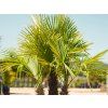 Trachycarpus Fortunei (Balení kontejner p15)