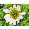123176 3 123176 1 trapatka mooodz glory echinacea mooodz glory