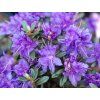 Rododendron obtížený 'Azurika' (Balení kontejner C2)