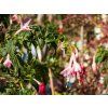Fuchsie magellonská 'Whitenight's Pearl' (Balení kontejner C2)