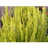 Vřes obecný Skyline 'Barcelona' (Balení kontejner p11)