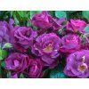 Růže 'Purple Passion' (Balení speciální balení)