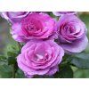Růže 'GPT Violette Parfumée' (Balení speciální balení)