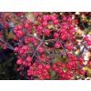 125922 viburnum dilatatum sealing wax 1