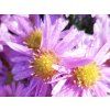 125985 4 aster berryl 1 kopie